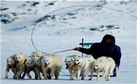 格陵兰犬的原产地在哪里