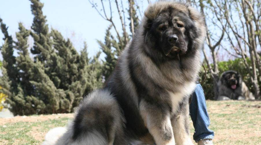 高加索犬多少钱一只