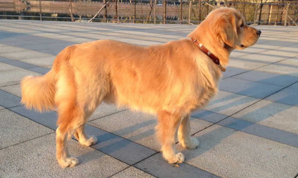 霍夫瓦尔特犬的起源和历史