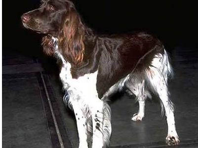 德国长毛指示犬聪明吗 德国长毛指示犬聪明吗