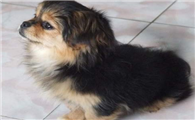 西藏猎犬的性格外貌特征