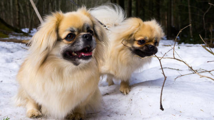 西藏猎犬的起源和历史