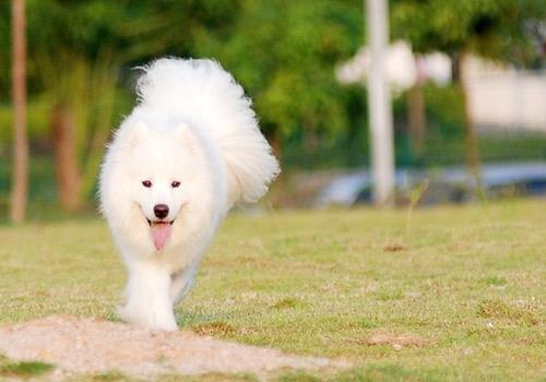 萨摩耶犬多大产仔 萨摩耶犬多大产仔