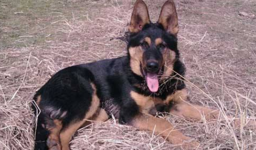 昆明犬喂养技巧指南 昆明犬喂养技巧指南