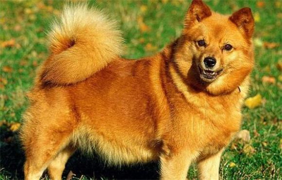 芬兰猎犬的性格外貌特征 芬兰猎犬的性格外貌特征