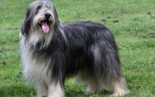 古代长须牧羊犬怎么训练才听话