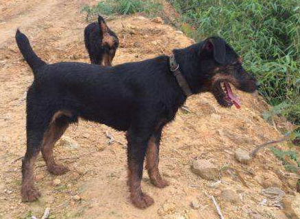 德国猎梗的寿命一般是多久