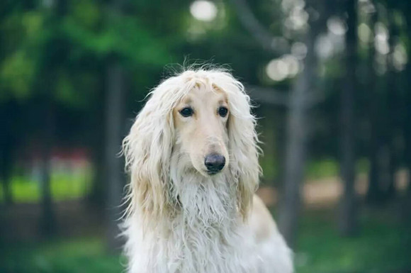 阿富汗猎犬如何训练 阿富汗猎犬如何训练