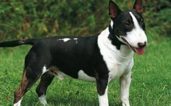 牛头梗吃多了拉稀怎么办