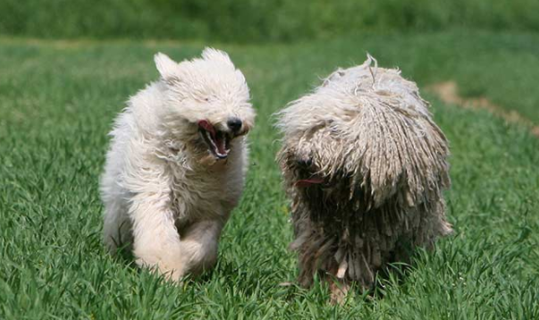 可蒙犬喜欢什么