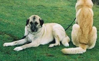 安娜图牧羊犬如何训练