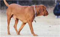 红骨猎浣熊犬起源和介绍