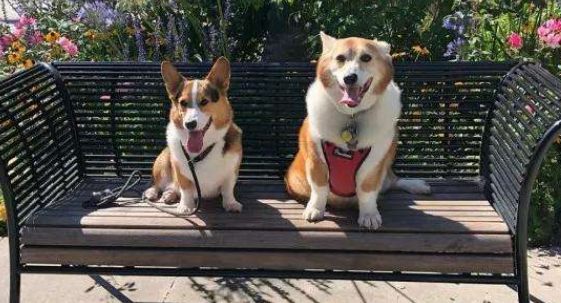 库瓦斯犬不能吃什么