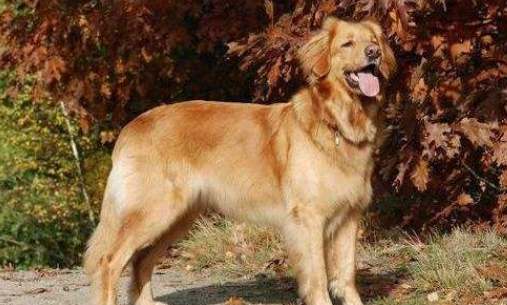 霍夫瓦尔特犬生活习惯