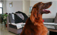 爱尔兰雪达犬的寿命一般是多久