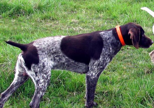 法国指示猎犬的用途是什么