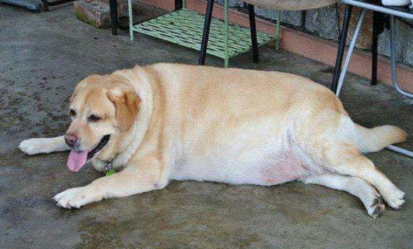 拉布拉多寻回犬吃多了拉稀怎么办