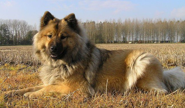 养欧亚大陆犬注意事项