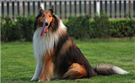 苏格兰牧羊犬的原产地在哪里