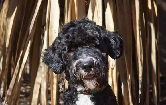 葡萄牙水犬的体重大约是多少 葡萄牙水犬的体重大约是多少
