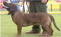 汉诺威猎犬喜欢什么