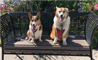 库瓦斯犬不能吃什么