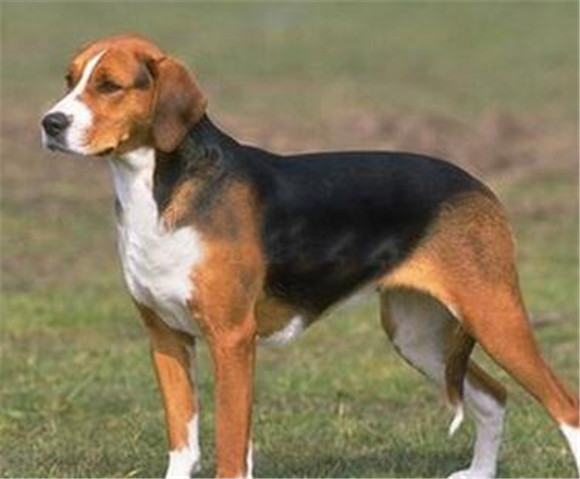 怎么判断英国猎狐犬得了什么病