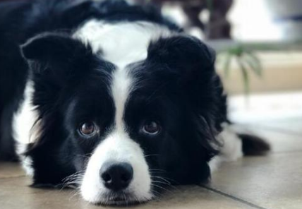 赛特犬如何训练 赛特犬如何训练