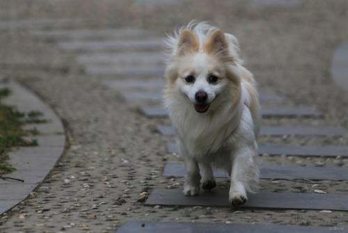德国狐狸犬的外貌特征性格 德国狐狸犬的外貌特征性格