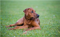 怎么判断罗得西亚脊背犬得了什么病