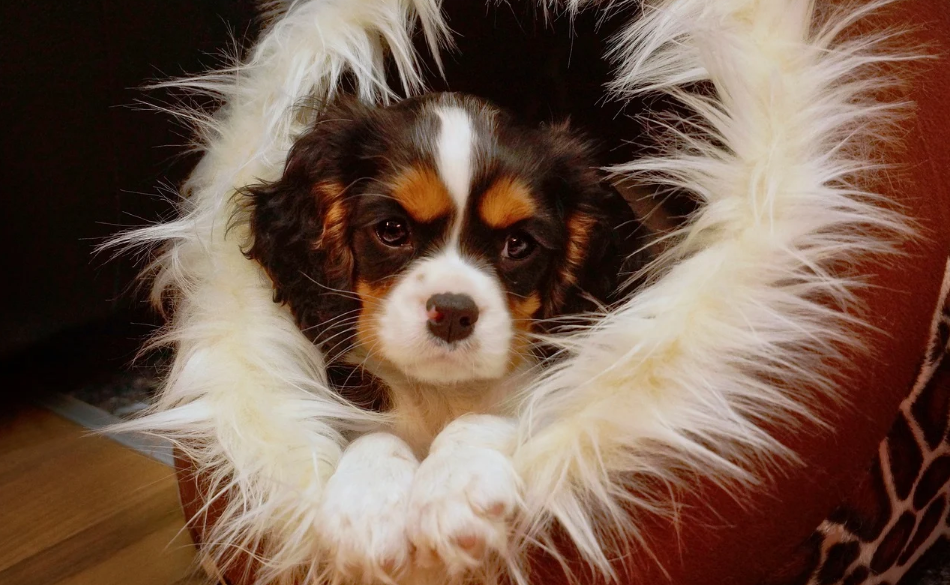 查尔斯国王骑士獚的饲养要点有哪些