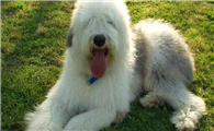 古代英国牧羊犬喜欢什么
