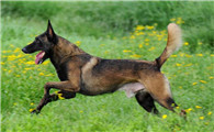 马利诺斯犬该怎么喂养