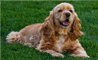美国可卡犬饲养有什么注意点