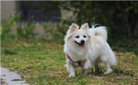德国狐狸犬的生活习性