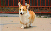 哪里能买到健康柯基犬