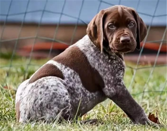 断尾狗怎么训练才听话