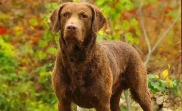 乞沙比克猎犬不能吃什么 乞沙比克猎犬不能吃什么