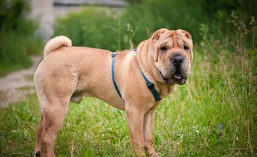 中国沙皮犬训练技巧有哪些 中国沙皮犬训练技巧有哪些