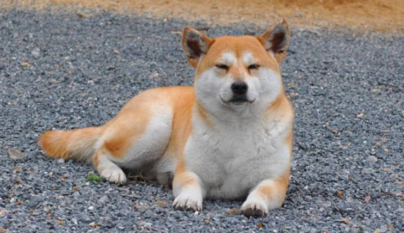 怎么判断秋田犬得了什么病 怎么判断秋田犬得了什么病