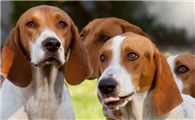 英国猎狐犬的起源和历史