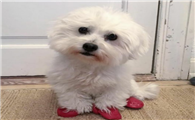 棉花面纱犬的寿命一般是多久