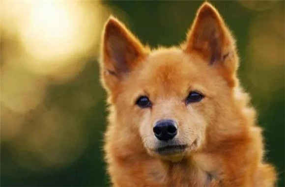 芬兰狐狸犬喂养技巧指南