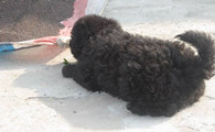 葡萄牙水犬如何训练