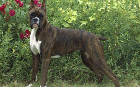 怎么判断德国拳师犬得了什么病 怎么判断德国拳师犬得了什么病