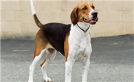 英国猎狐犬训练技巧有哪些