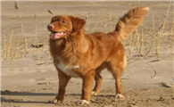 斯科舍诱鸭寻回犬起源和介绍