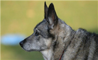 挪威猎麋犬的起源和历史