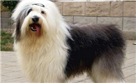 古代英国牧羊犬多少钱一只