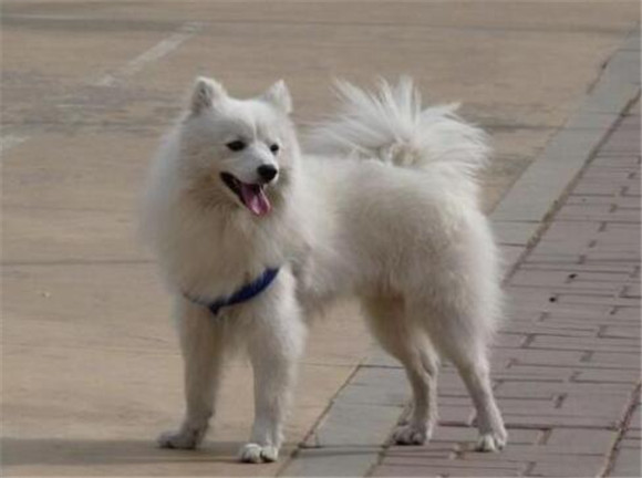 怎么判断美国爱斯基摩犬得了什么病